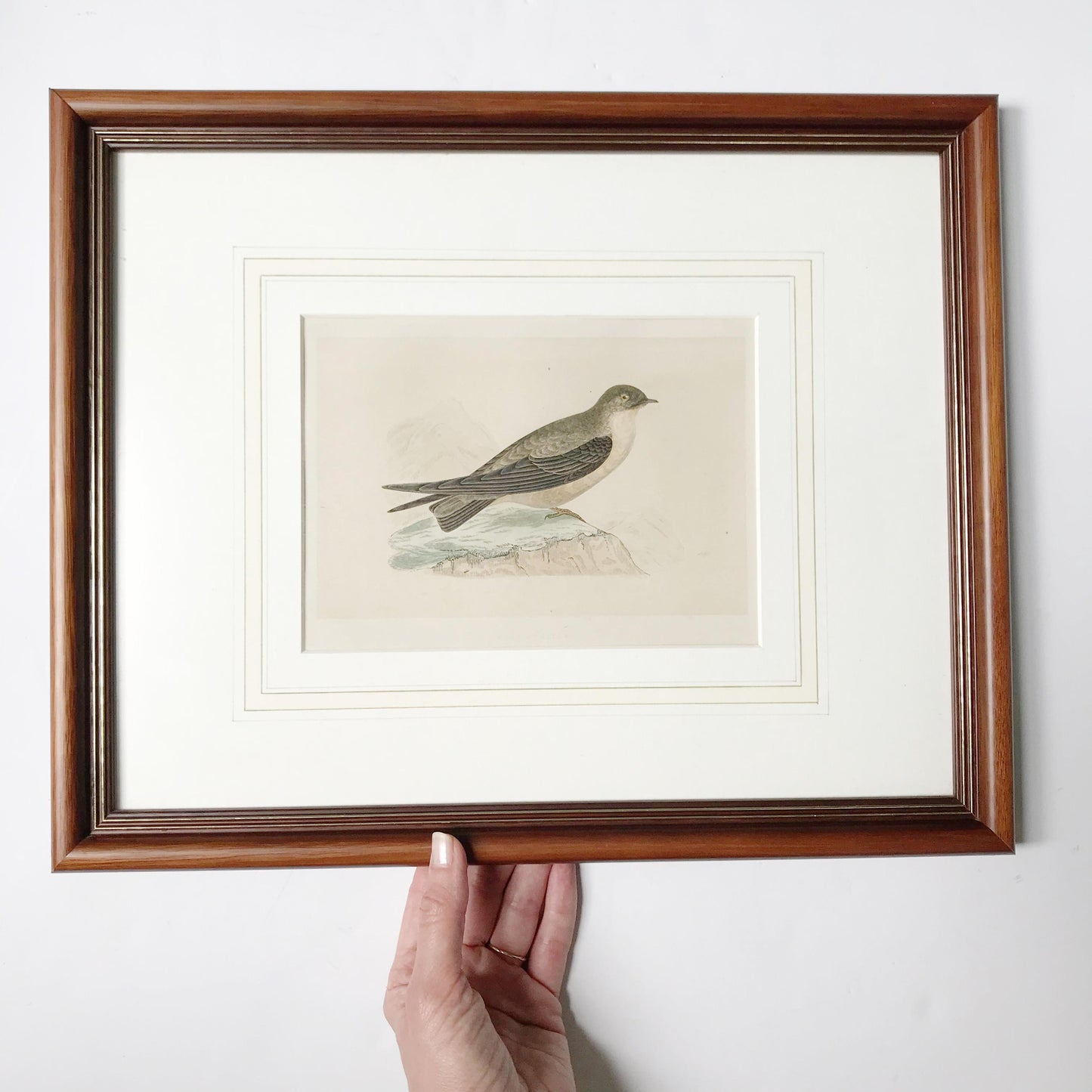 Antique Framed Illustrated Crag Swallow Engraving