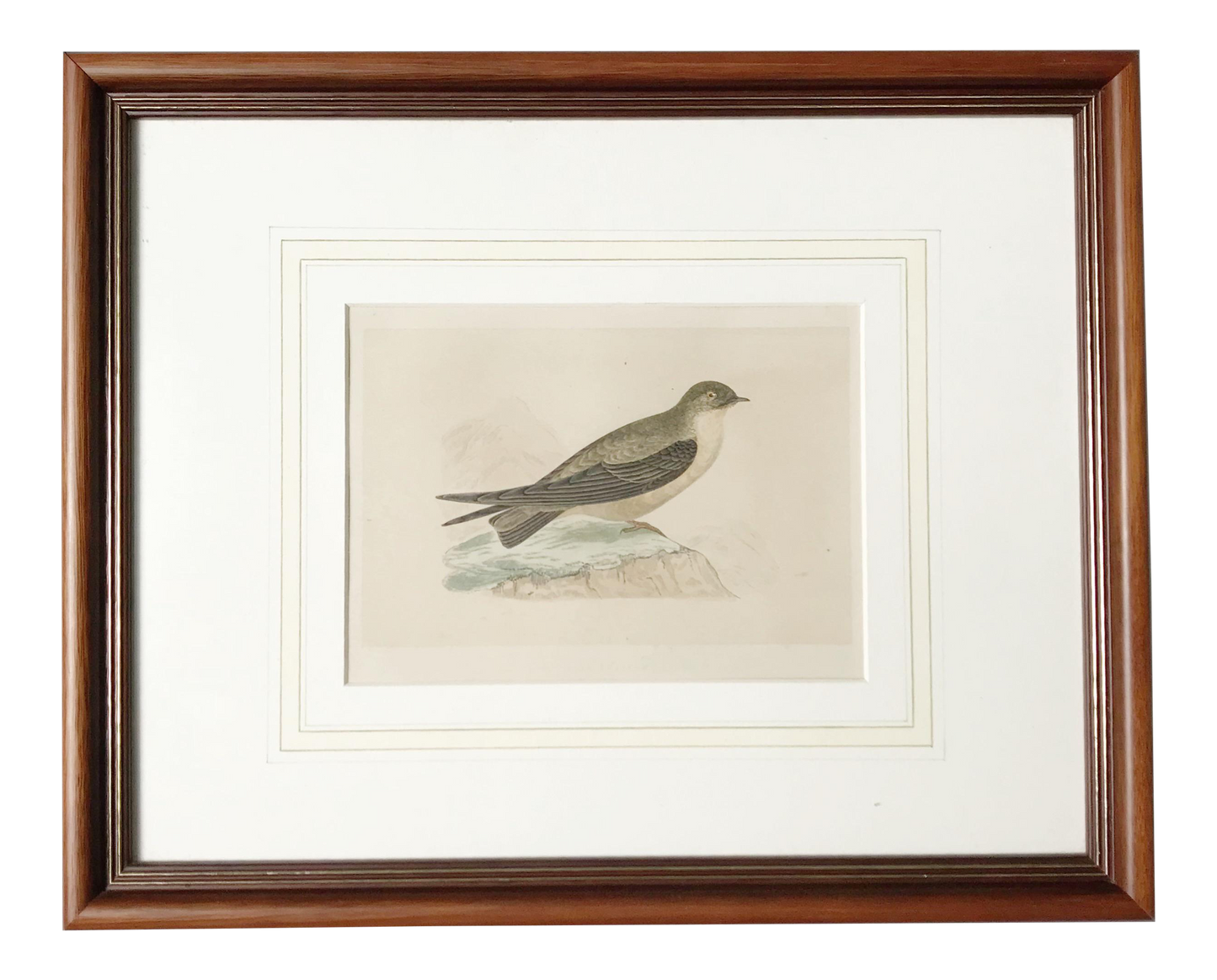 Antique Framed Illustrated Crag Swallow Engraving