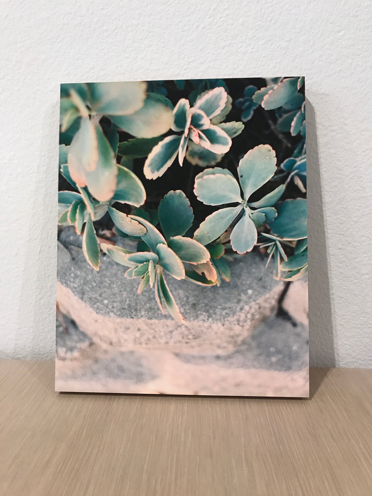 Succulent 8x10 Print on Bamboo Board