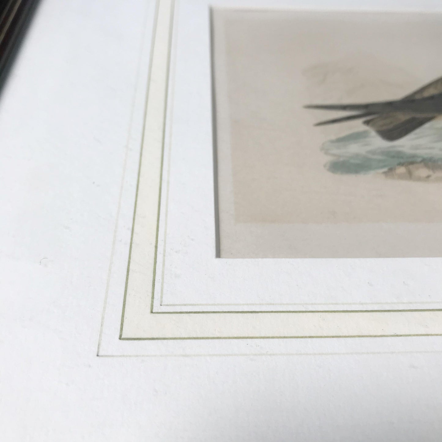 Antique Framed Illustrated Crag Swallow Engraving