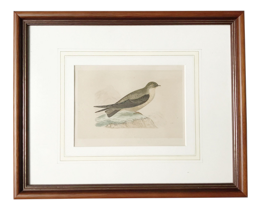 Antique Framed Illustrated Crag Swallow Engraving