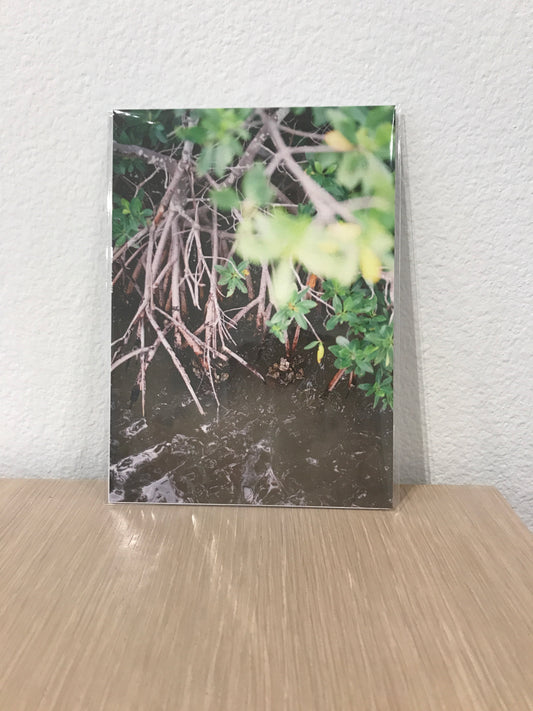 Mangrove Roots 5x7 Print