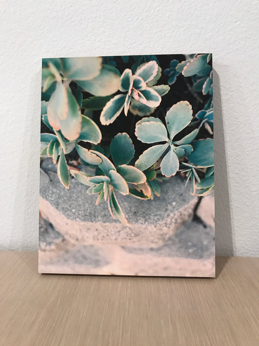 Succulent 8x10 Print on Bamboo Board
