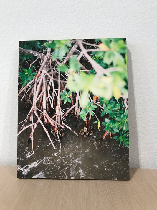 Mangroves 8x10 Print on Bamboo Board