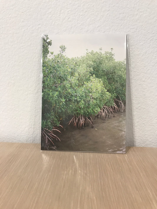 Mangroves 5x7 Print