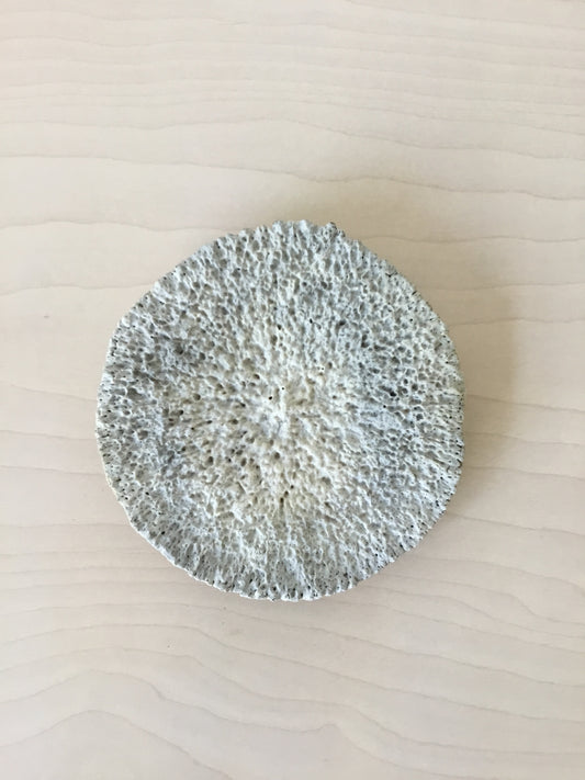 Natural coral disk specimen